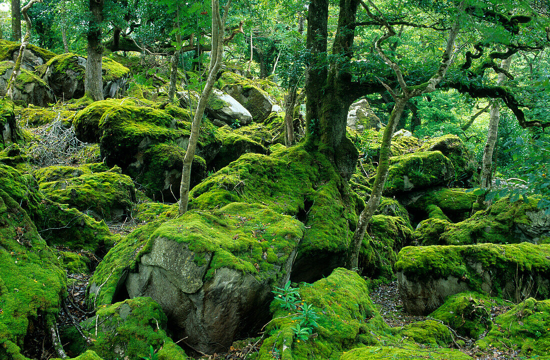 Waldlandschaft mit Moos im Killarney-Nationalpark, County Kerry, Irland, Europa