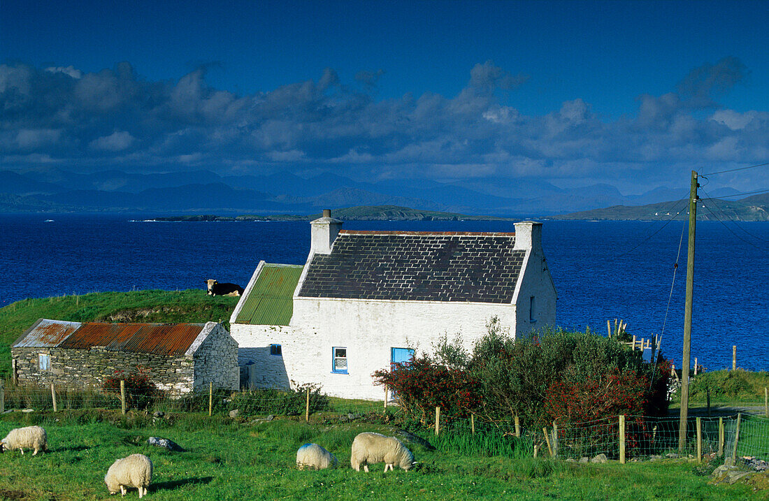 Cottage, farmhouse along the coast, Ring of Beara, County Kerry, Ireland, Europe