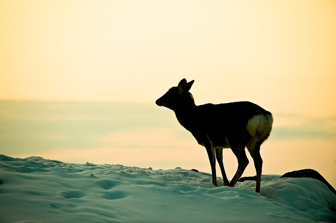 A deer in the snow at sunset, Hokkaido, Japan, Asia