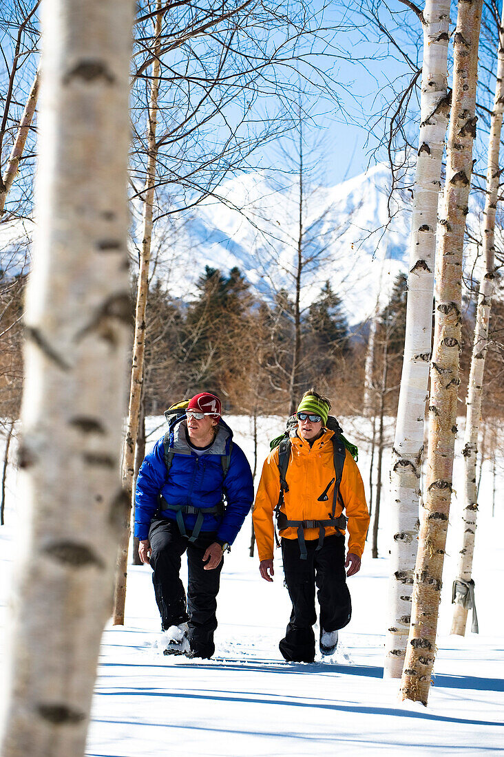 Zwei Männer gehen zwischen Birken durch den Schnee, Hokkaido, Japan, Asien