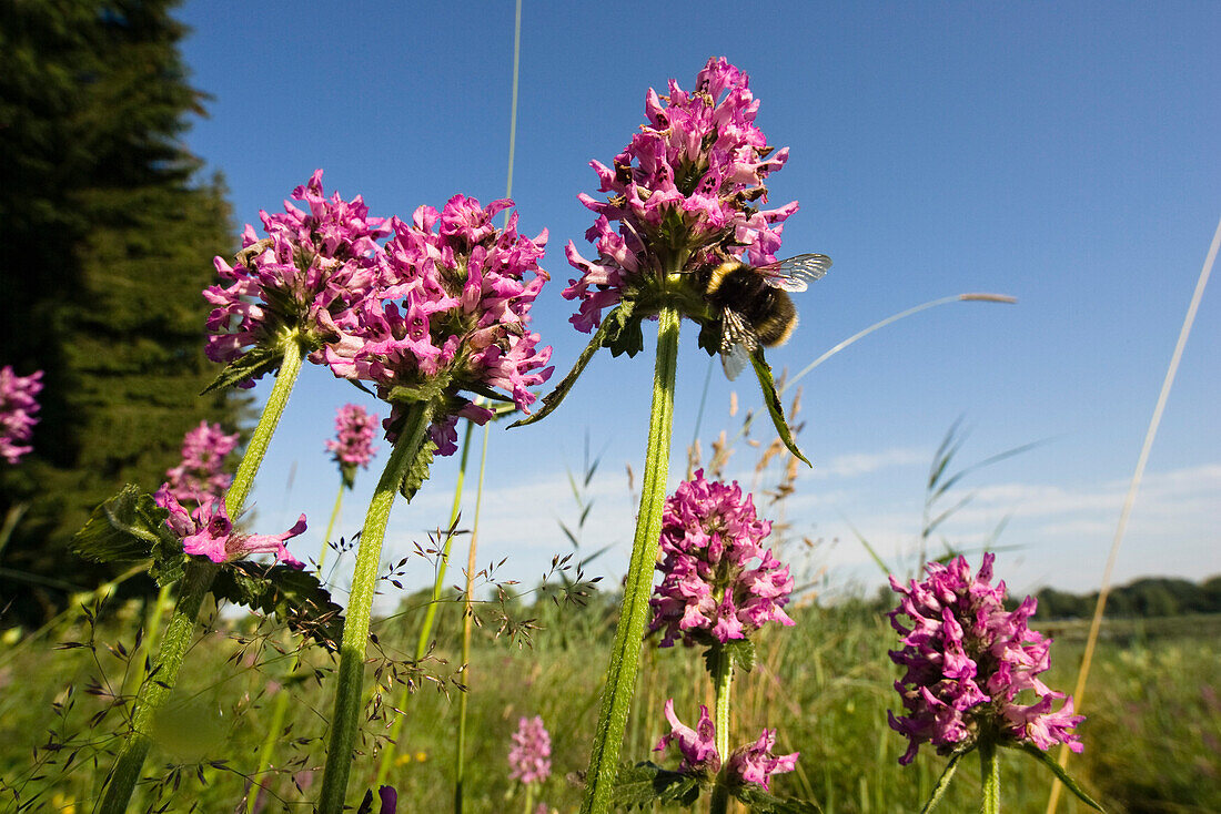 Heilziest mit Hummel, Echter Ziest, Betonie, Betonica officinalis, Stachys officinalis, Bayern, Deutschland