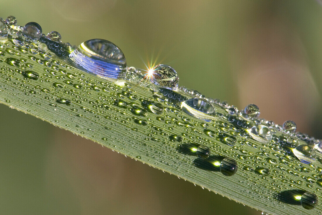 Tautropfen auf Schilfblatt, Wassertropfen, Deutschland