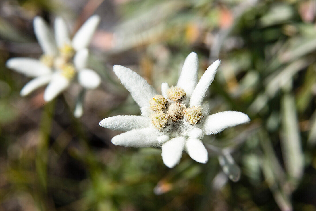 Edelweiß, Leontopodium alpinum, Alpen, Österreich