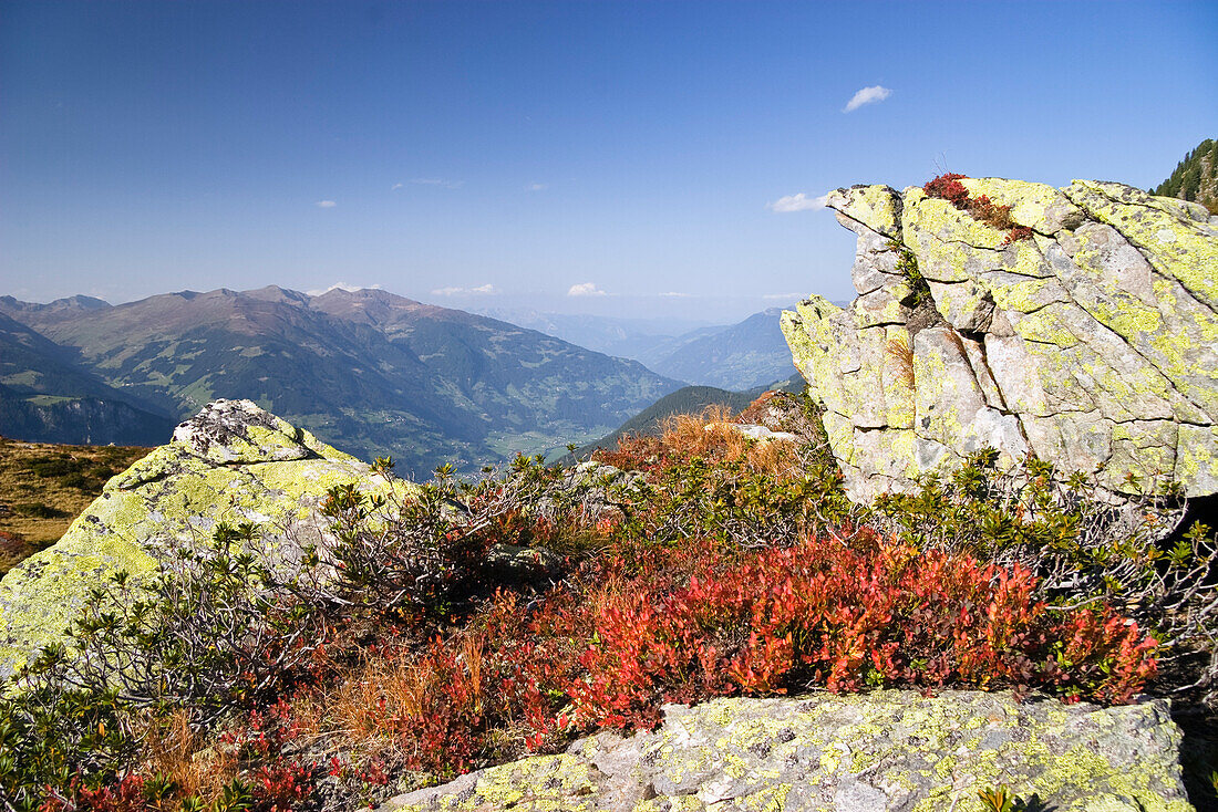 Herbstfärbung in den Bergen, Heidelbeeren, Vaccinium myrtillus, Zillertaler Alpen, Österreich