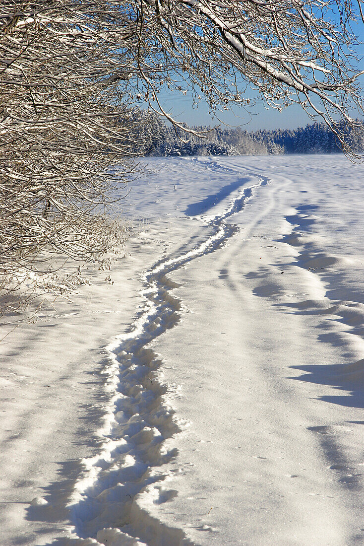 Weg am Waldrand, Winter, Oberbayern, Deutschland