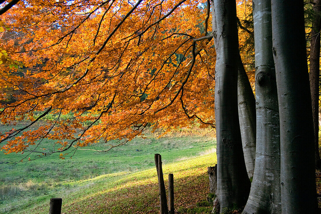 Rotbuchen im Herbst, Fagus sylvatica, Deutschland