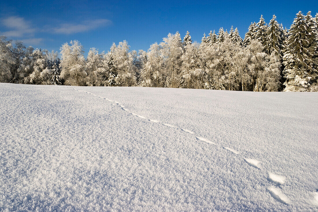 Winterlandschaft mit Tierspur, Oberbayern, Deutschland