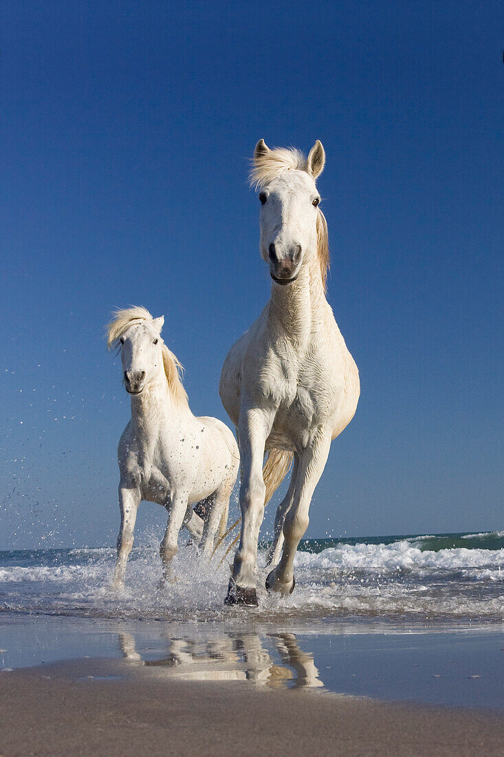 Camargue horses running in water at beach,  Camargue, France