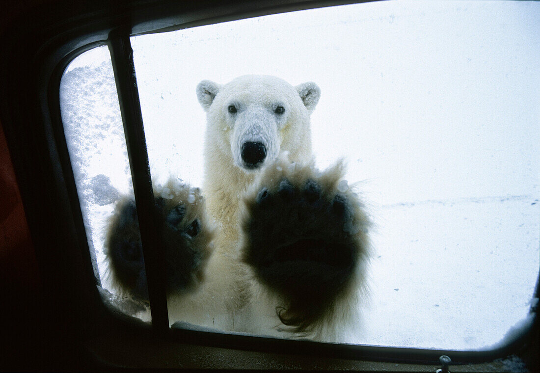 Eisbär an Autofenster, Ursus maritimus, Churchill, Kanada
