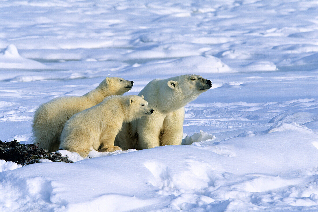 Polar Bear with cubs, Ursus maritimus, Churchill, Canada