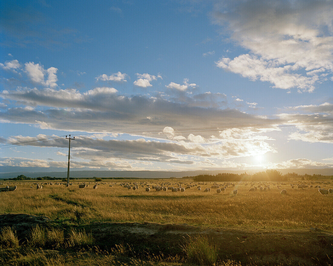 Flock of sheep on pasture in the light of the setting sun, Central Otago, South Island, New Zealand