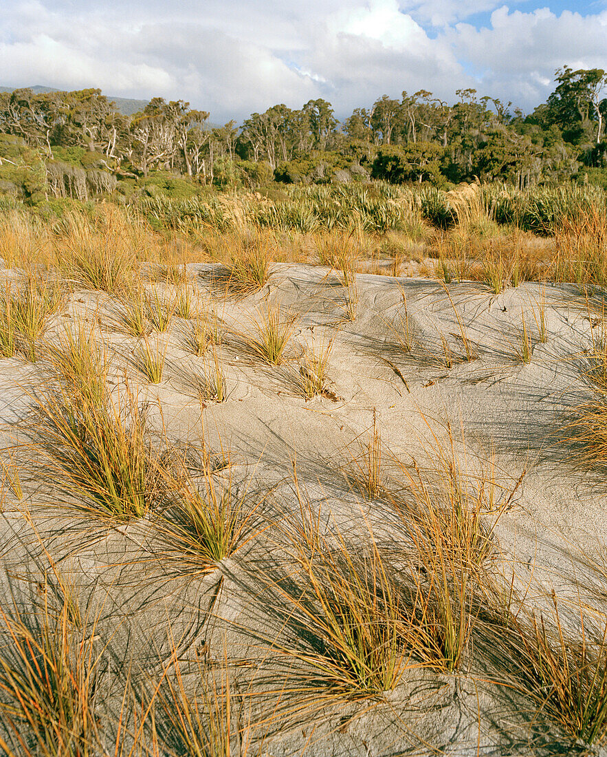 Dünengras am Strand vor einem Wald, Ship Creek Beach, Westküste, Südinsel, Neuseeland