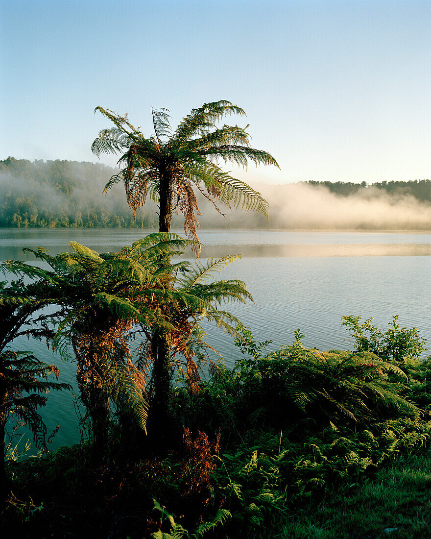 Fern trees on shore of Lake Wahapo at sunrise, west coast, South Island, New Zealand