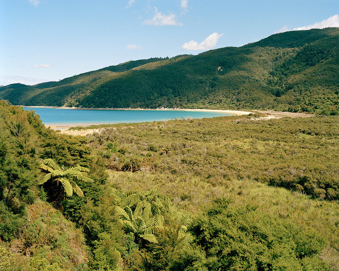 Fern trees in front of Onetahuti Beach in the sunlight, Tasman National Park, North Coast, South Island, New Zealand