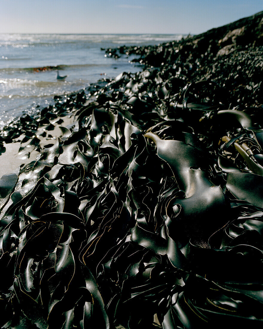 Seaweed at Wharariki Beach at low lowtide, Northwest coast, South Island, New Zealand