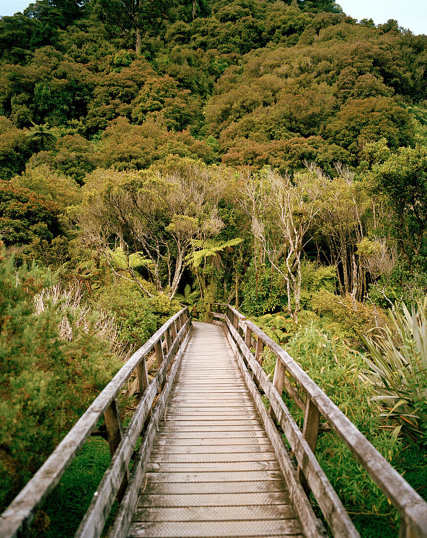 Hölzerner Steg und Wald in Jackson Bay, Westküste, Südinsel, Neuseeland