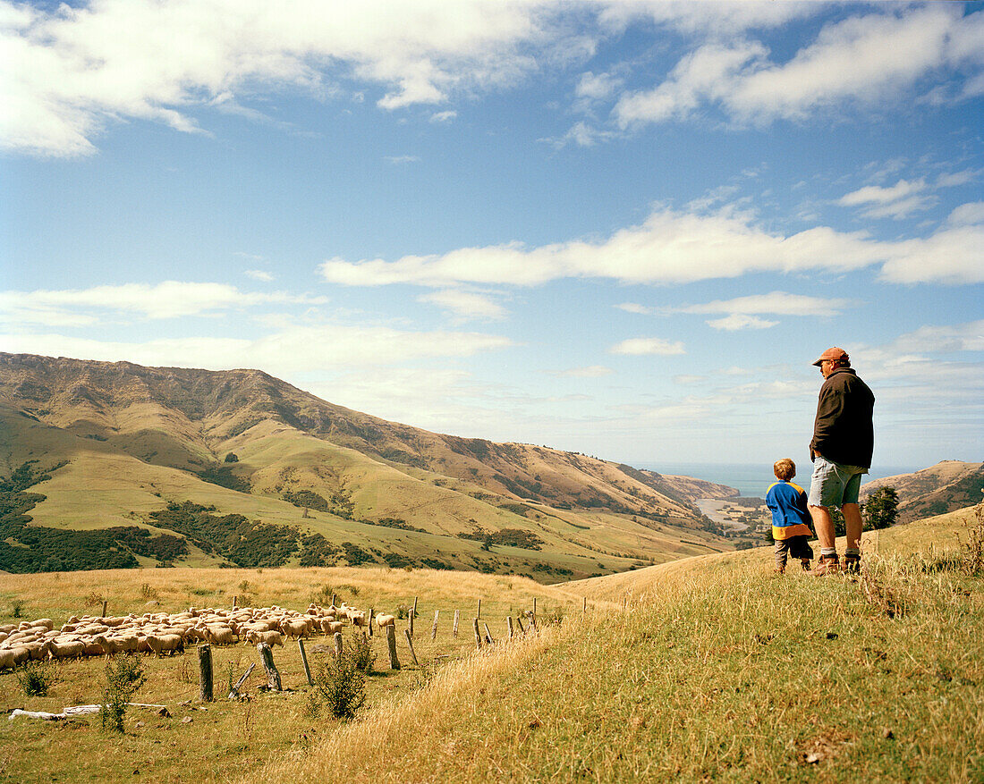 Schafzüchter Lou Thacker und ein Kind schauen auf Schafherde, Rowendale Homestead, Okains Bay, Banks Peninsula, Südinsel, Neuseeland