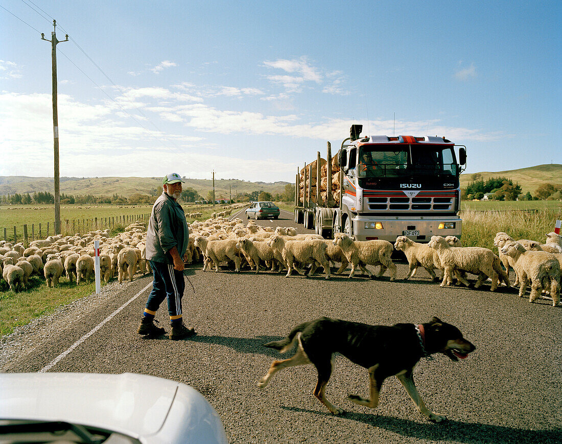 Flock of sheep and shepherd crossing highway 35, East coast, North Island, New Zealand