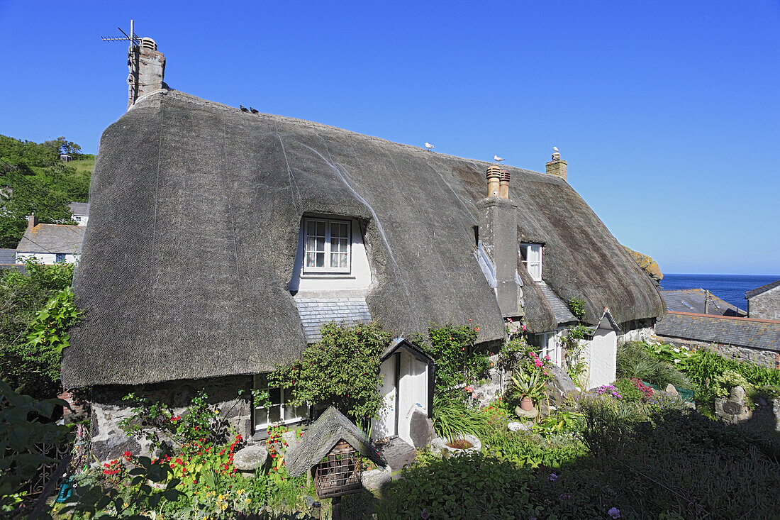 Cottage, Cadgwith, Lizard Peninsula, Cornwall, England, United Kingdom