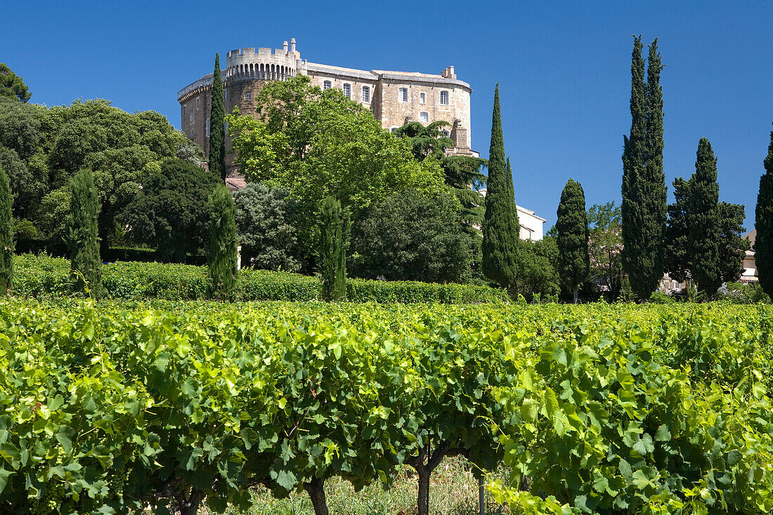 Ein Weinfeld vor dem Schloss Château Suze-la-Rousse, Drome, Provence, Frankreich