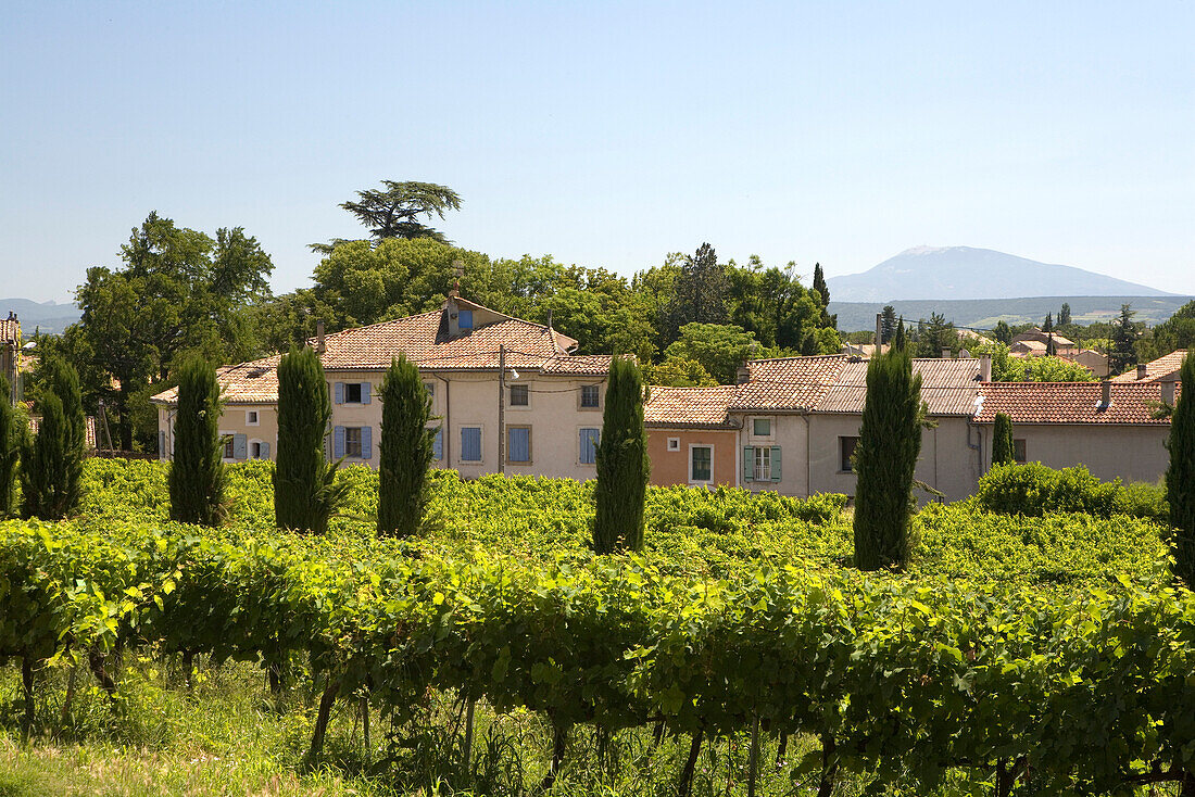 Weinfeld vor den Häusern von Suze-la-Rousse, Drome, Provence. Frankreich