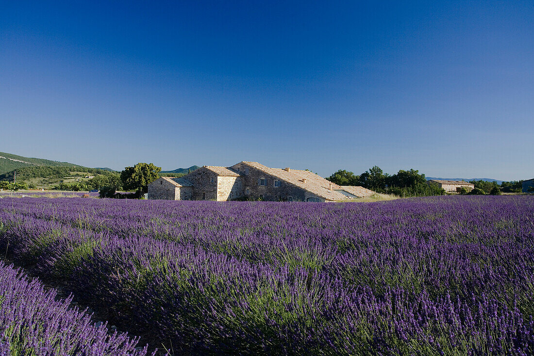 Bühendes Lavendelfeld vor Landhaus, Alpes-de-Haute-Provence, Provence, Frankreich