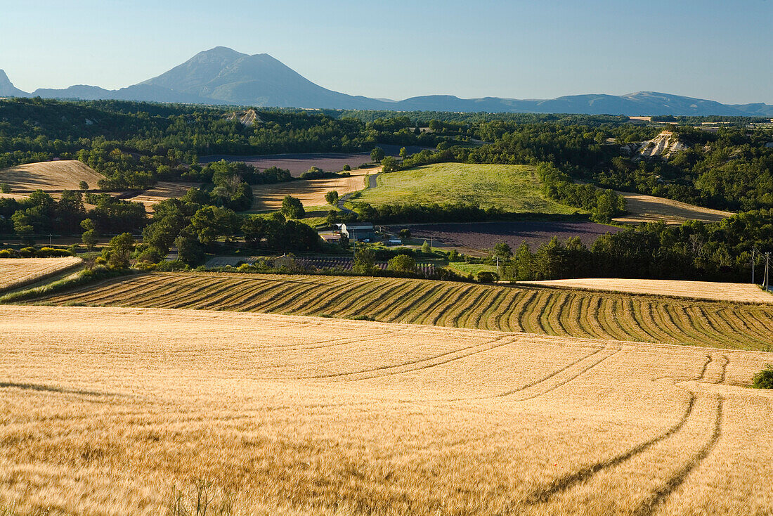 Landschaft mit Getreidefeldern, Alpes-de-Haute-Provence, Provence, Frankreich