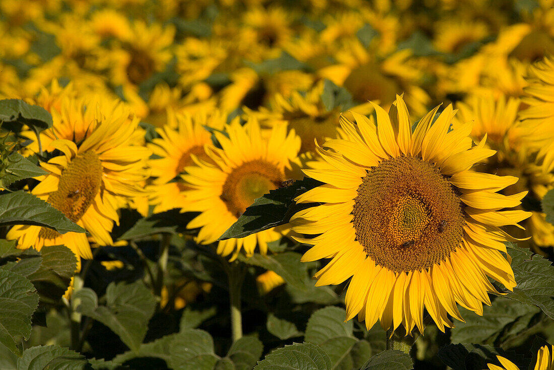 Blooming sunflower field, Alpes-de-Haute-Provence, Provence, France