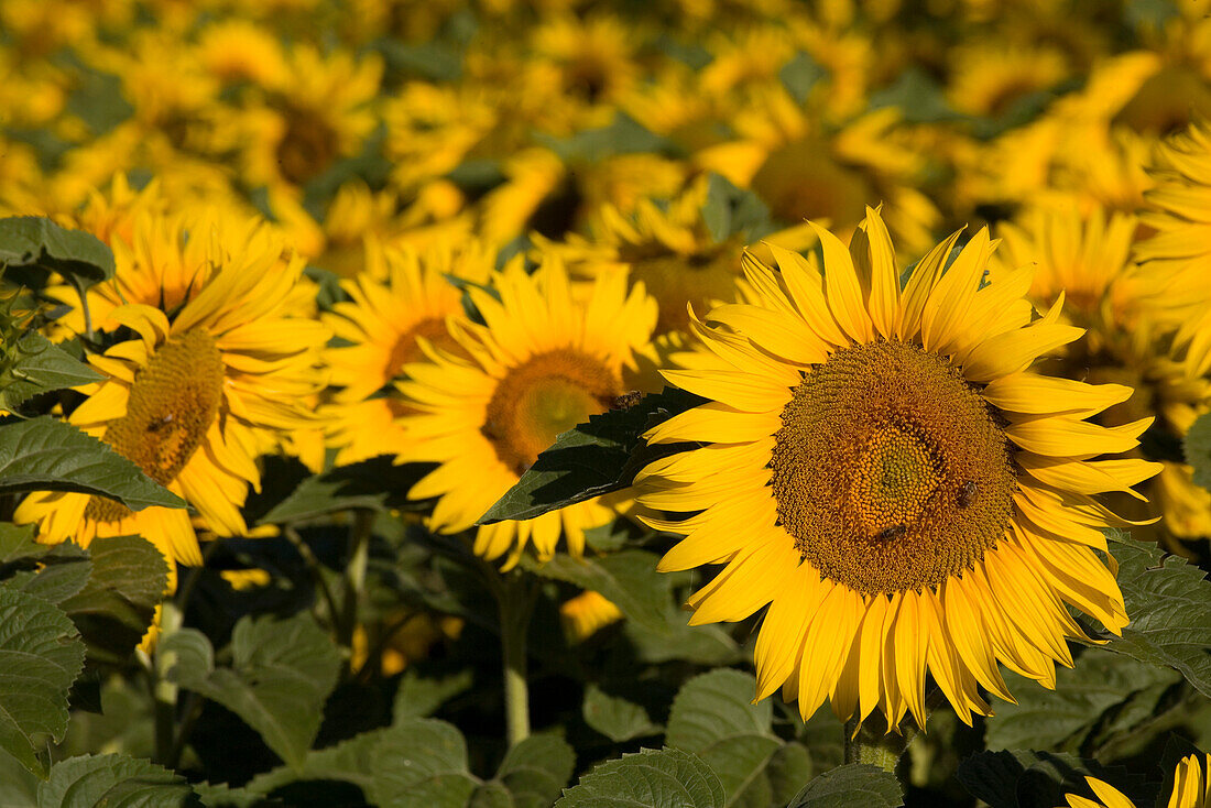 Blühendes Sonnenblumenfeld, Alpes-de-Haute-Provence, Provence, Frankreich