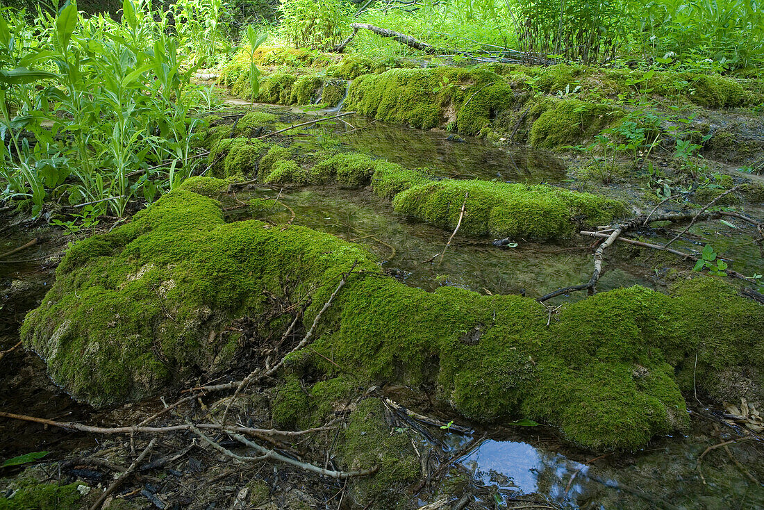 Mossy ground in front of Grotto of Saint-Maurin, Grand Canyon du Verdon, Alpes-de-Haute-Provence, Provence, France