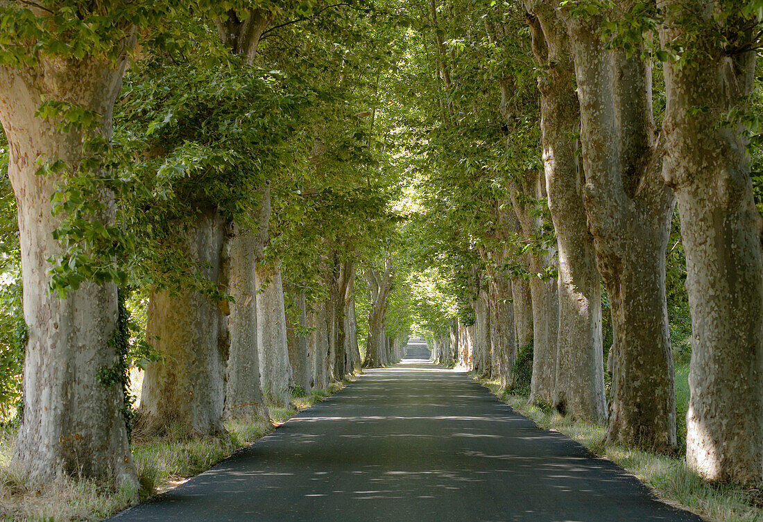 View at a shady sycamore tree lined road, Alpes-de-Haute-Provence, Provence, France