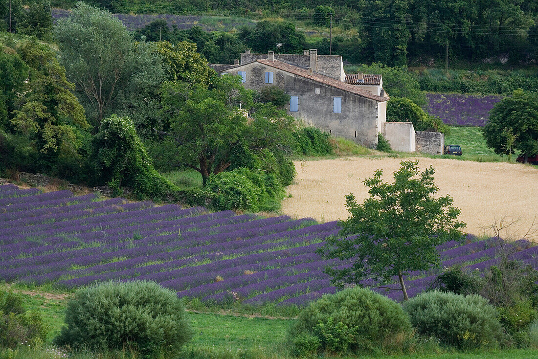 Blühendes Lavendelfeld vor einem Landhaus, Luberon Gebirge, Vaucluse, Provence, Frankreich