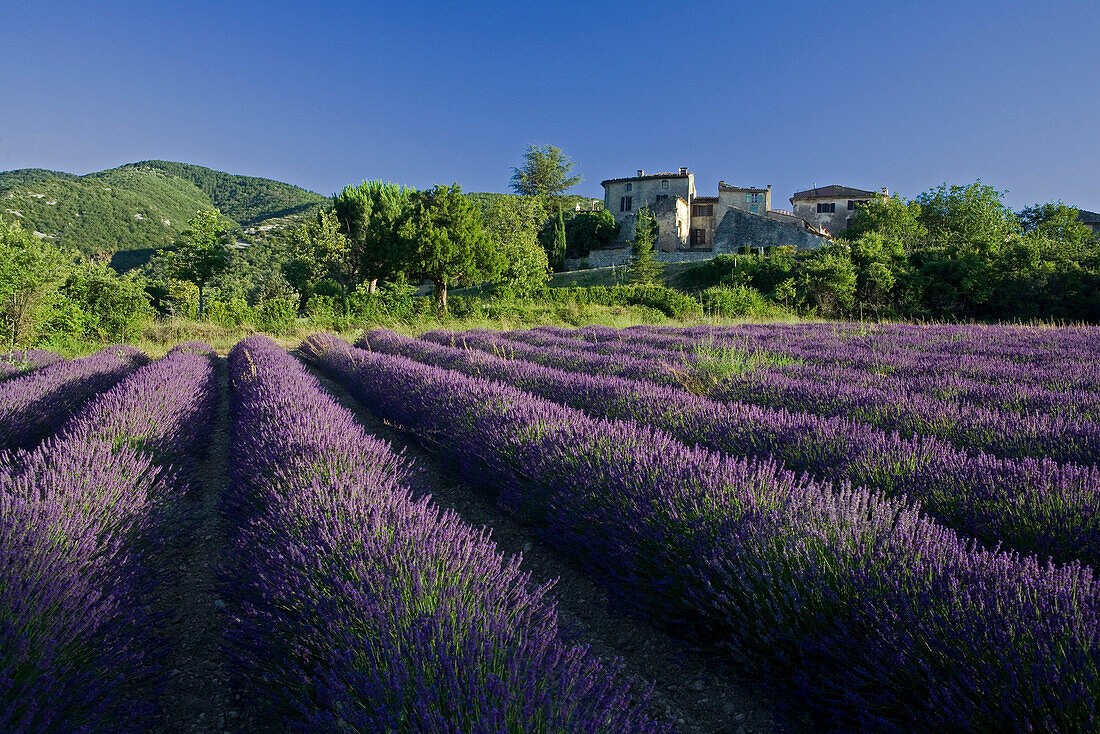 Blühendes Lavendelfeld vor dem Dorf Auribeau, Luberon Gebirge, Vaucluse, Provence, Frankreich