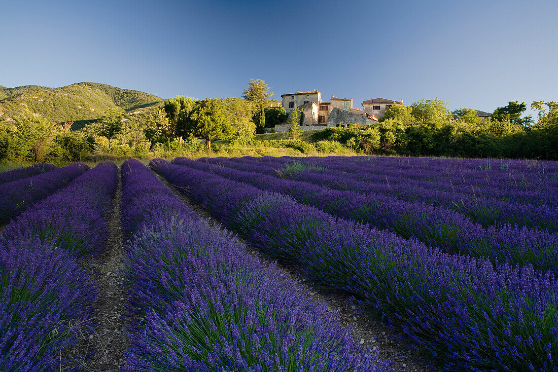 Blooming lavender field in front of the village Auribeau, Luberon mountains, Vaucluse, Provence, France