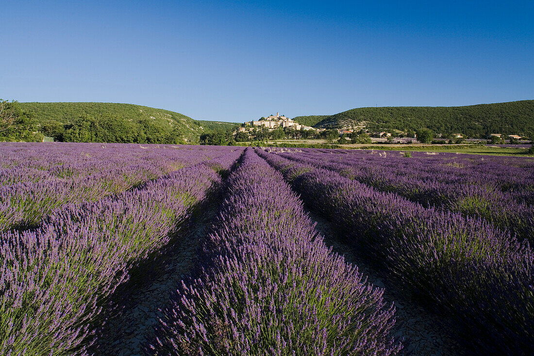 Blooming lavender field in front of the village Banon, Alpes-de-Haute-Provence, Provence, France