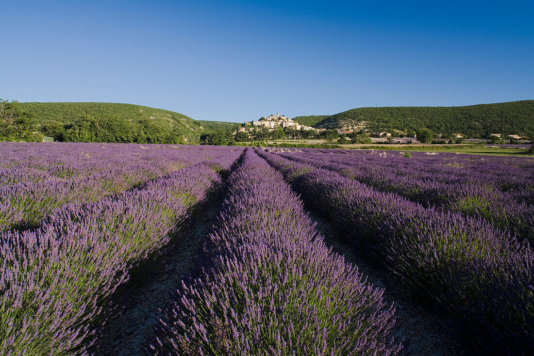 Blühendes Lavendelfeld vor dem Dorf Banon, Alpes-de-Haute-Provence, Provence, Frankreich