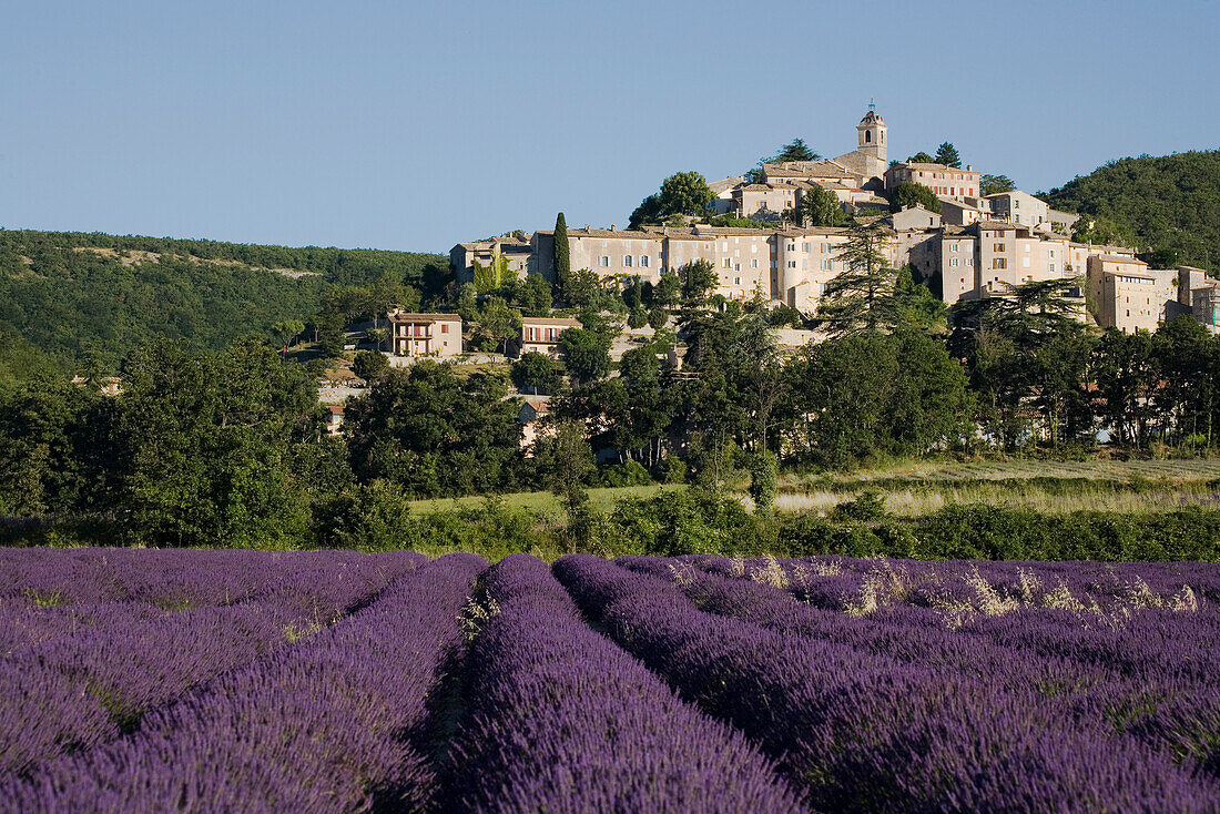 Blooming lavender field in front of the village Banon, Alpes-de-Haute-Provence, Provence, France