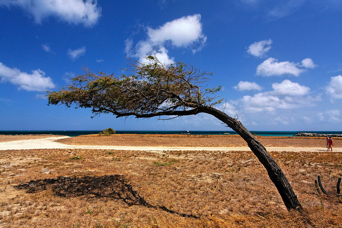 West Indies, Aruba, Dibi Divi Tree