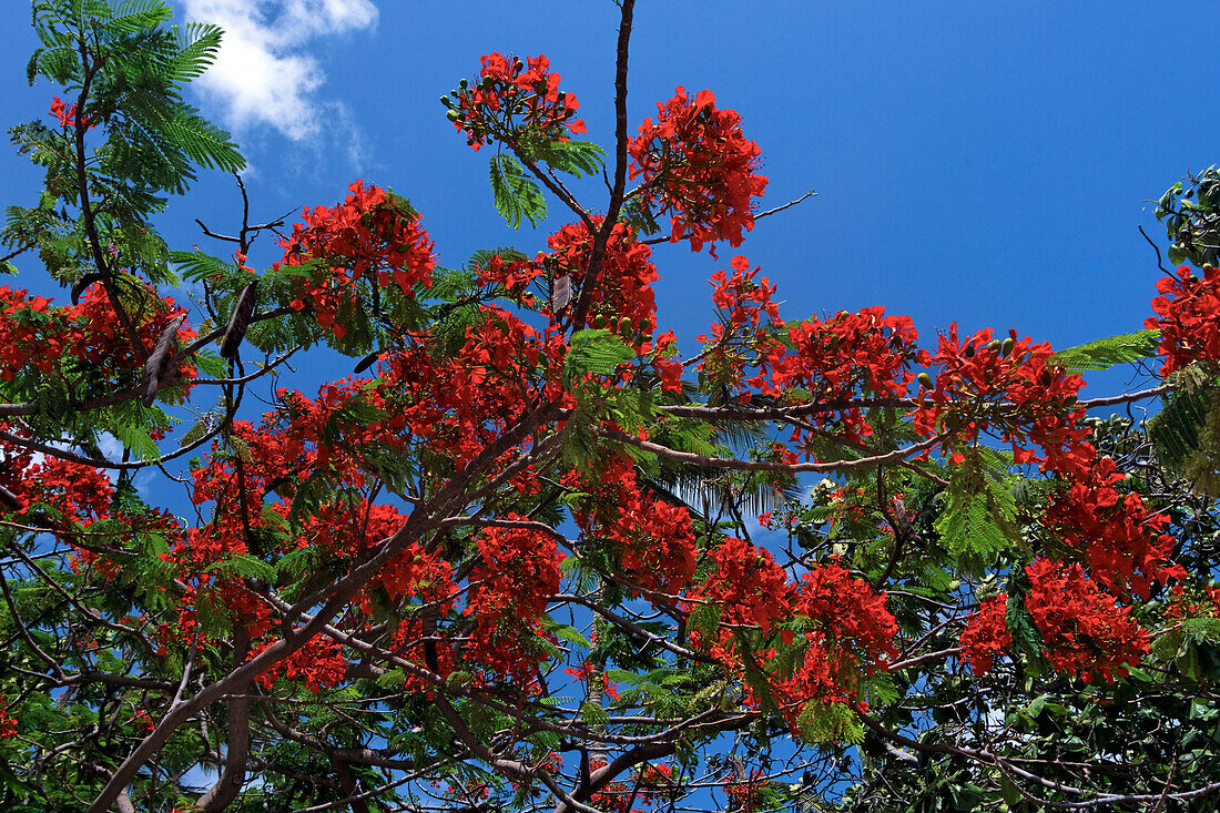 Niederländische Antillen, Aruba, Karibik, Fame Tree, Delonix regia, Flamboyant