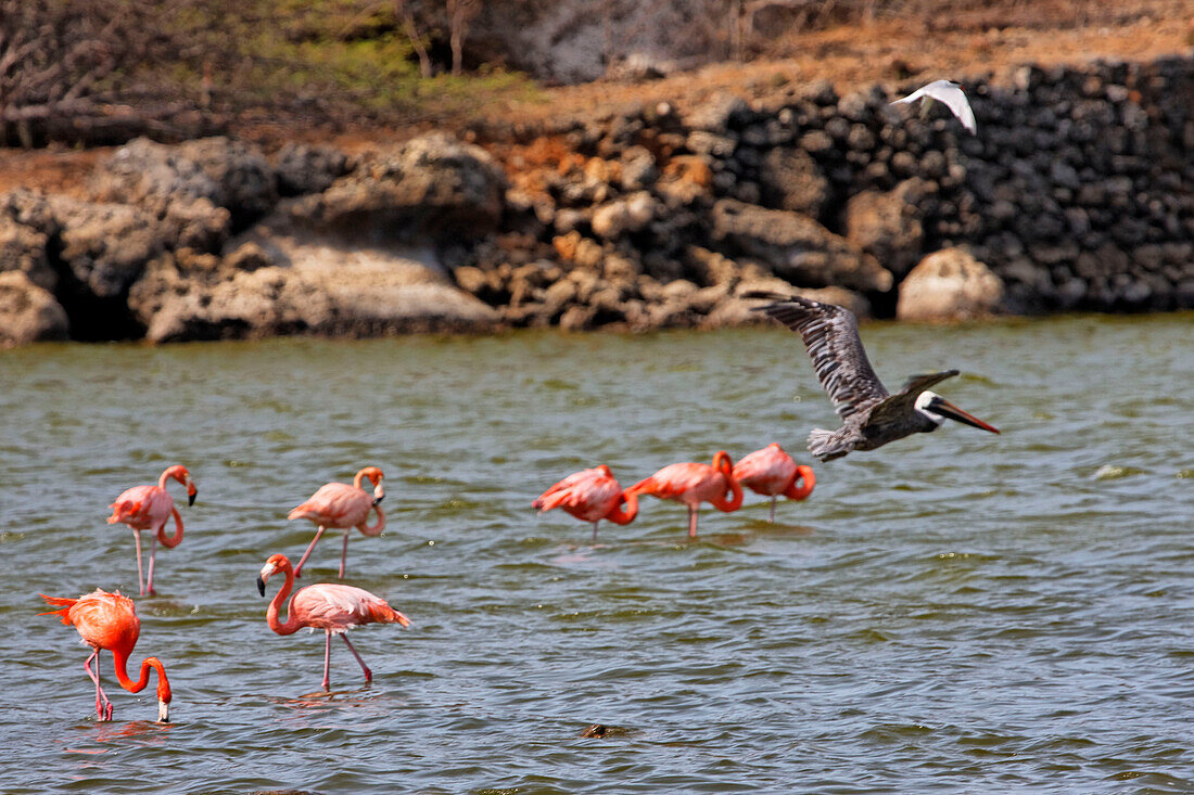 West Indies, Bonaire, Washington National Park, Flamingos and pelican