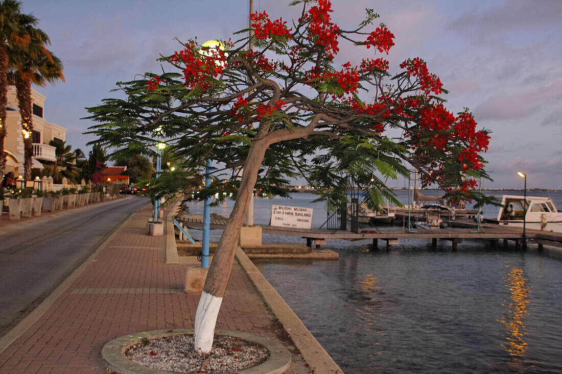 West Indies, Bonaire, Kralendijk, Promenade, flame tree