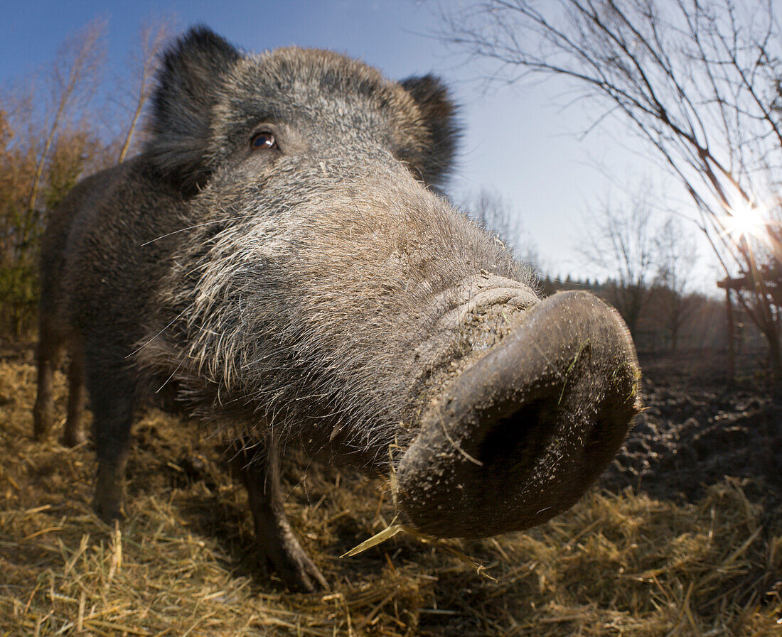 Wildschwein, Sus scrofa, Deutschland, Bayern