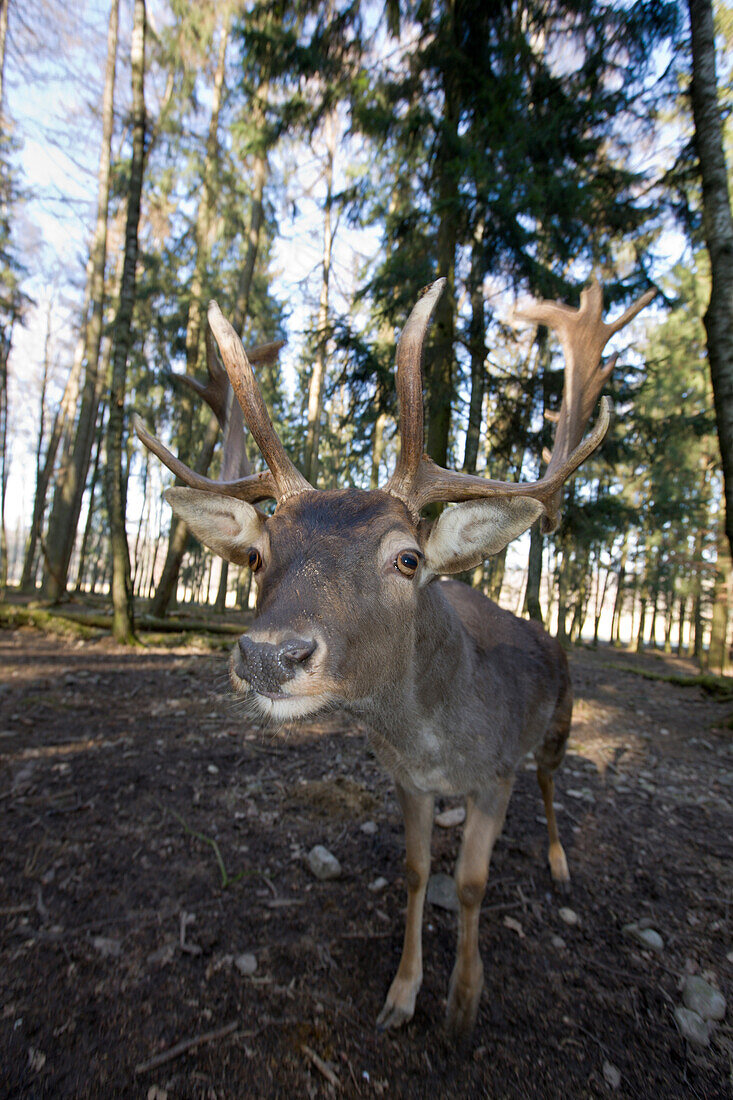 Fallow deer, Dama dama, Germany, Bavaria