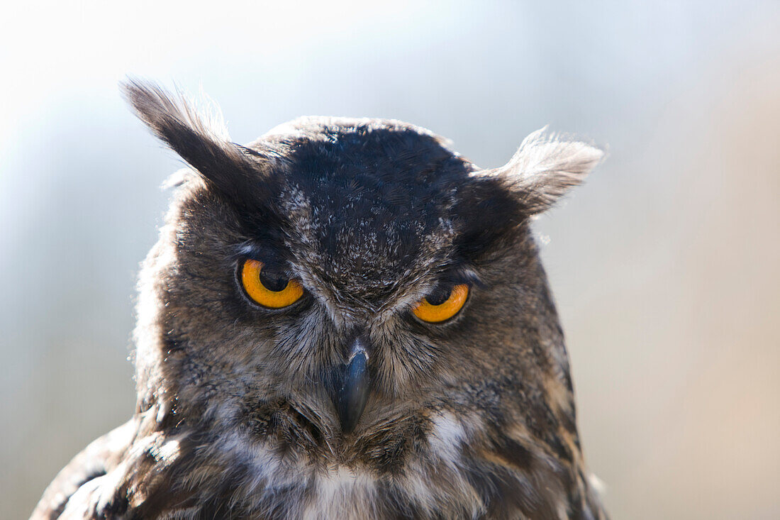 Eurasian Eagle Owl , Bubo bubo, Germany, Bavaria