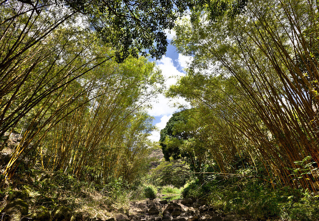 Botanical Garden Waimea Valley, Oahu, Pacific Ocean, Hawaii, USA