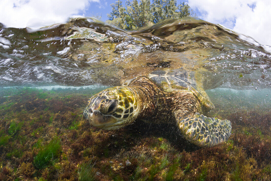 Gruene Meeresschildkroete frisst Algen, Chelonia mydas, Oahu, Pazifik, Hawaii, USA