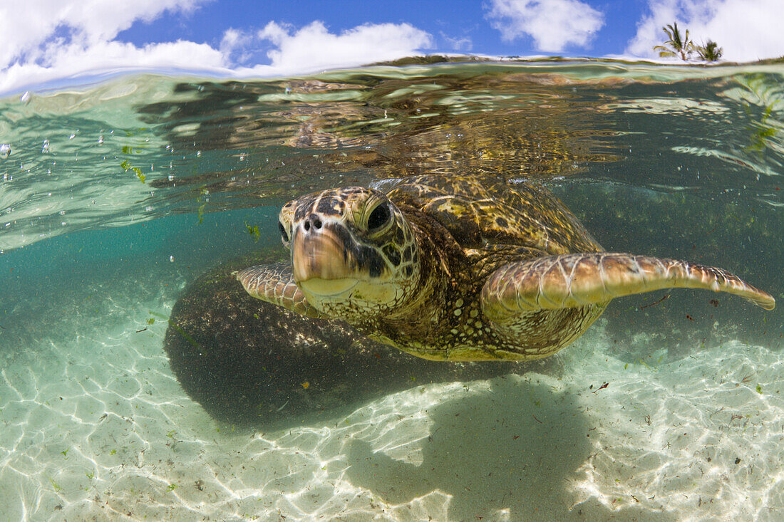 Gruene Meeresschildkroete, Chelonia mydas, Oahu, Pazifik, Hawaii, USA