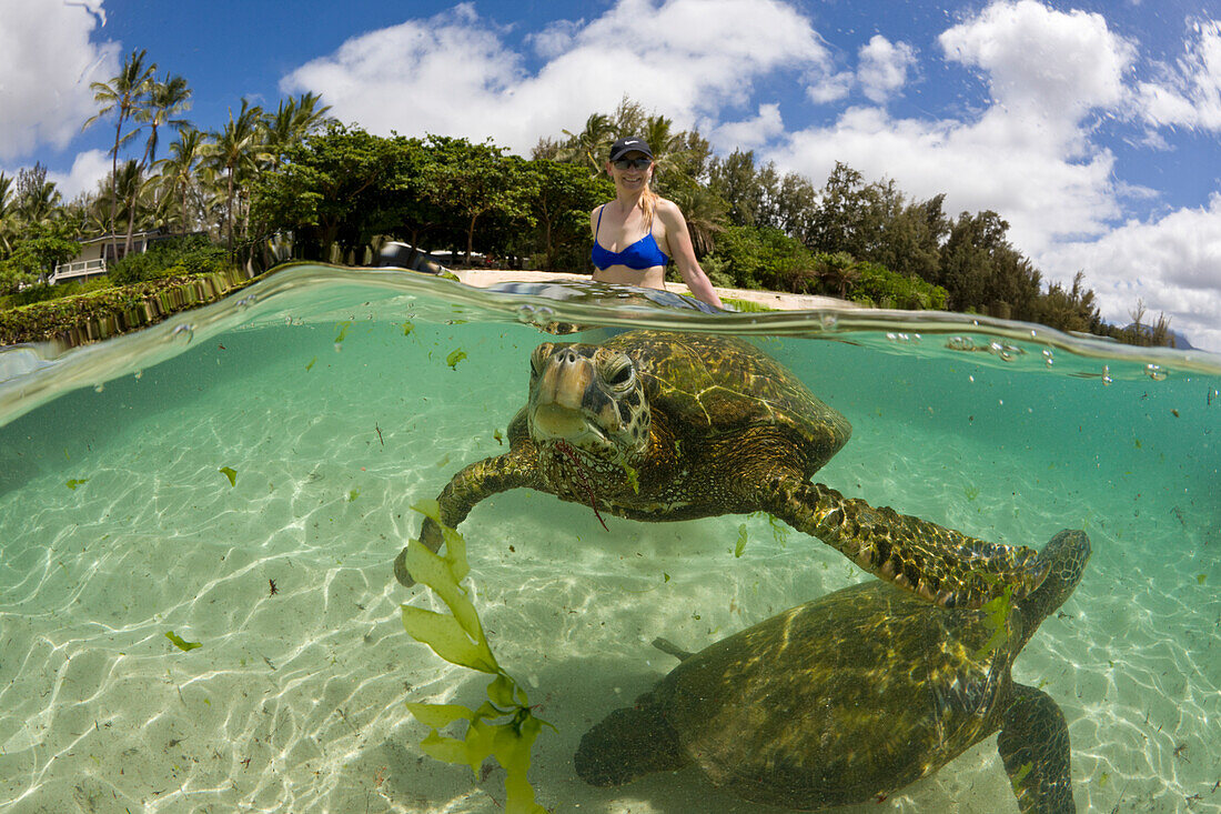 Green Turtles and Tourist, Chelonia mydas, Oahu, Pacific Ocean, Hawaii, USA