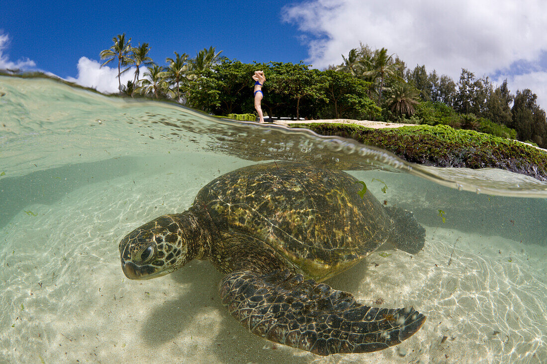 Gruene Meeresschildkroete, Chelonia mydas, Oahu, Pazifik, Hawaii, USA