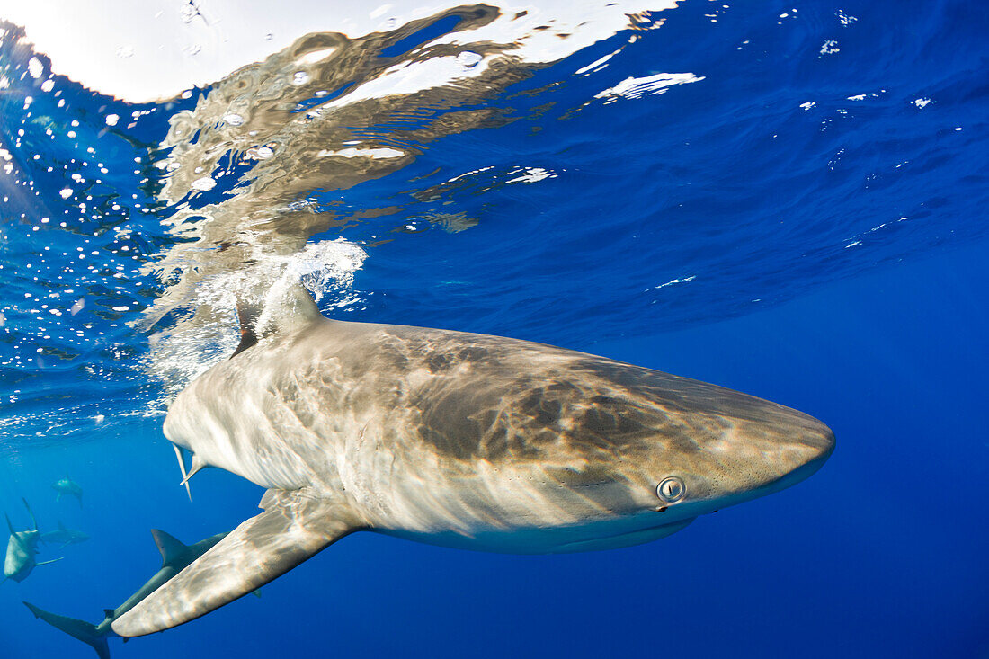 Galapagos Sharks, Carcharhinus galapagensis, Oahu, Pacific Ocean, Hawaii, USA